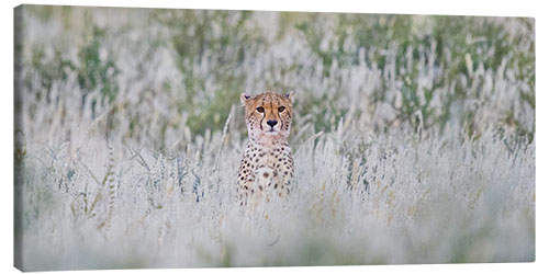 Tableau sur toile Cheetah in grass, Kgalagadi Transfrontier Park, Namibia