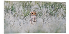 Stampa su PVC Cheetah in grass, Kgalagadi Transfrontier Park, Namibia