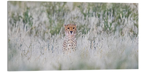 Quadro em plexi-alumínio Cheetah in grass, Kgalagadi Transfrontier Park, Namibia