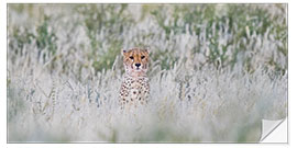 Selvklebende plakat Cheetah in grass, Kgalagadi Transfrontier Park, Namibia