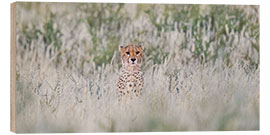 Wood print Cheetah in grass, Kgalagadi Transfrontier Park, Namibia