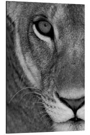 Aluminium print Lioness Close-Up II