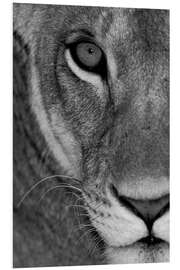 Stampa su PVC Lioness Close-Up II