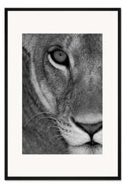 Gerahmter Kunstdruck Löwin Nahaufnahme II