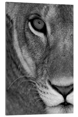 Galleriprint Lioness Close-Up II