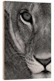 Quadro de madeira Lioness Close-Up II