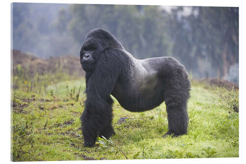 Acrylglas print Mountain gorilla silverback, Rwanda