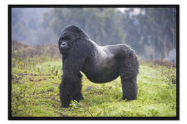 Gerahmter Kunstdruck Berggorilla Silberrücken, Ruanda