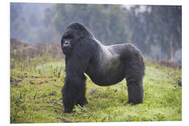 Foam board print Mountain gorilla silverback, Rwanda