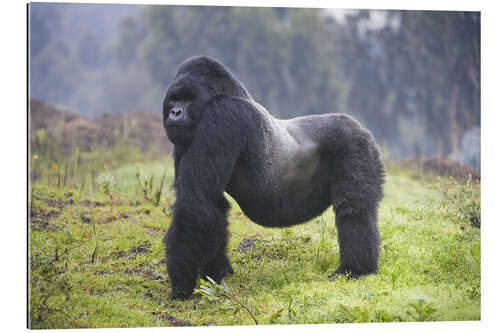 Gallery print Mountain gorilla silverback, Rwanda