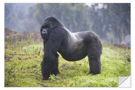 Selvklebende plakat Mountain gorilla silverback, Rwanda