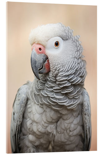 Cuadro de metacrilato African Gray Parrot