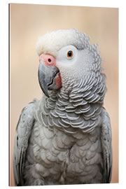 Gallery print African Gray Parrot