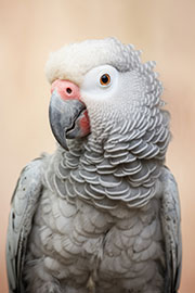 Magnettafel Afrikanischer Graupapageien