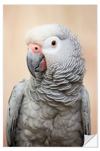 Selvklebende plakat African Gray Parrot