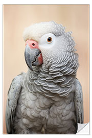 Naklejka na ścianę African Gray Parrot