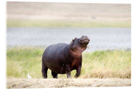 Akryylilasitaulu Hippopotamus, Ngorongoro Crater, Tanzania