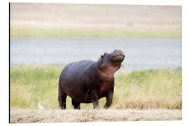 Aluminium print Hippopotamus, Ngorongoro Crater, Tanzania