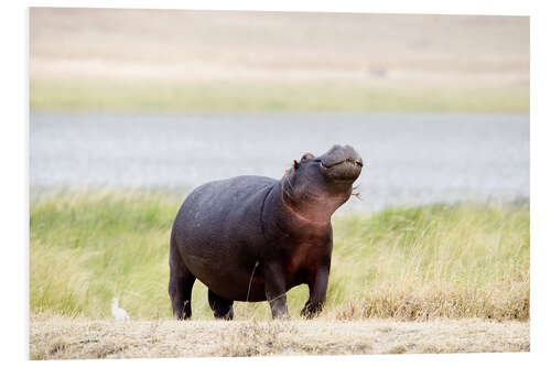 Foam board print Hippopotamus, Ngorongoro Crater, Tanzania