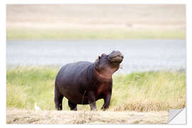 Självhäftande poster Hippopotamus, Ngorongoro Crater, Tanzania