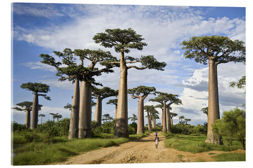 Acrylic print Avenue of the Baobabs, Madagascar