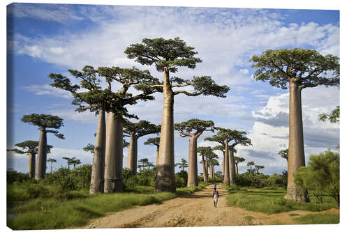 Canvas-taulu Avenue of the Baobabs, Madagascar