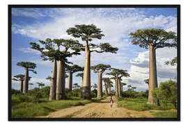 Gerahmter Kunstdruck Avenue of the Baobabs, Madagaskar