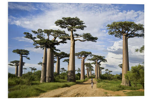 Print på skumplade Avenue of the Baobabs, Madagascar