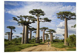 Foam board print Avenue of the Baobabs, Madagascar