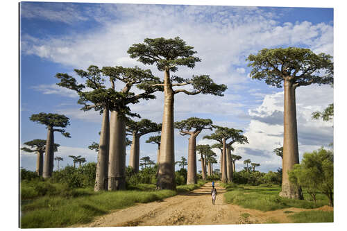 Gallery Print Avenue of the Baobabs, Madagaskar