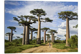 Tableau en plexi-alu Avenue of the Baobabs, Madagascar