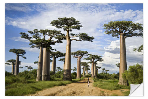 Muursticker Avenue of the Baobabs, Madagascar