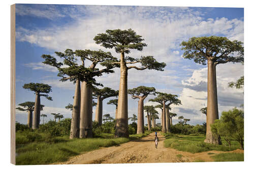 Wood print Avenue of the Baobabs, Madagascar