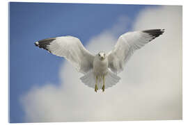 Akryylilasitaulu Ring Billed gull in flight, California, USA