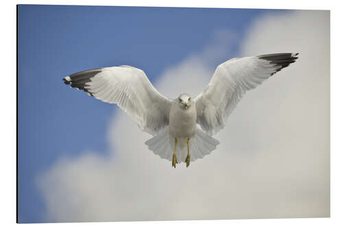 Aluminiumtavla Ring Billed gull in flight, California, USA