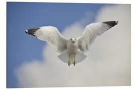 Tableau en aluminium Ring Billed gull in flight, California, USA