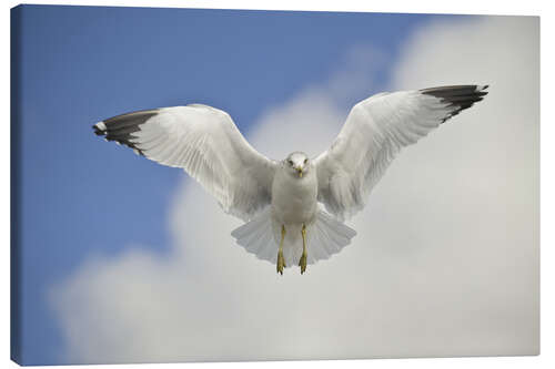 Canvastavla Ring Billed gull in flight, California, USA