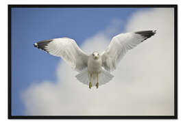 Gerahmter Kunstdruck Ringschnabelmöwe im Flug, Kalifornien, USA