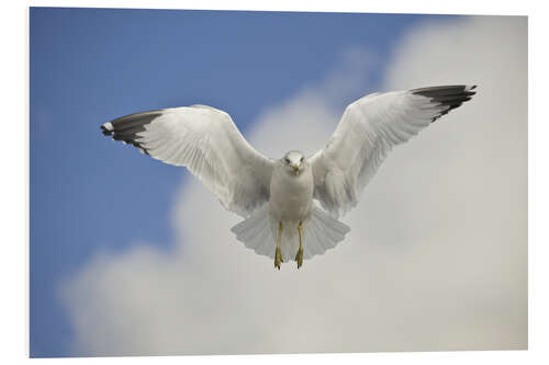 Tableau en PVC Ring Billed gull in flight, California, USA