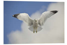 Tableau en PVC Ring Billed gull in flight, California, USA