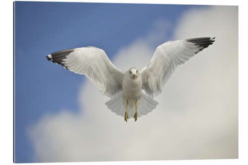 Gallery print Ring Billed gull in flight, California, USA