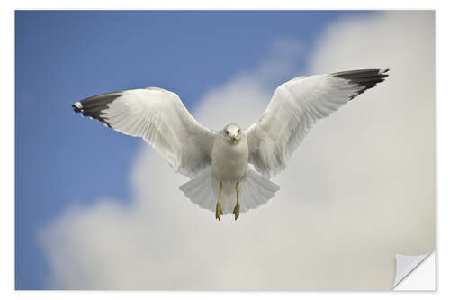 Vinilo para la pared Ring Billed gull in flight, California, USA