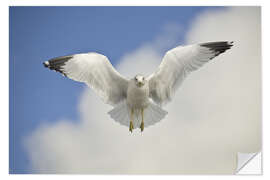 Autocolante decorativo Ring Billed gull in flight, California, USA