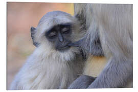 Aluminium print Langur monkey with its young one, Kanha National Park, India