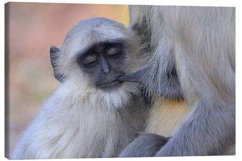 Leinwandbild Langur-Affe mit Jungtier, Kanha National Park, Indien