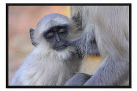 Gerahmter Kunstdruck Langur-Affe mit Jungtier, Kanha National Park, Indien