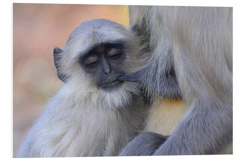 Obraz na PCV Langur monkey with its young one, Kanha National Park, India