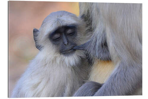 Gallery print Langur monkey with its young one, Kanha National Park, India