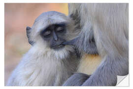 Naklejka na ścianę Langur monkey with its young one, Kanha National Park, India