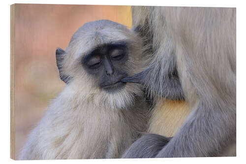 Tableau en bois Langur monkey with its young one, Kanha National Park, India